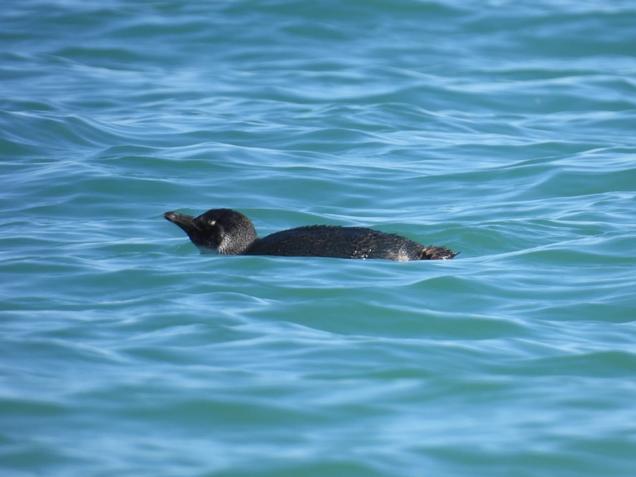 Pinguim-de-magalhães (Spheniscus magellanicus), aves, fotografado em Praia de Santiago, São Sebastião