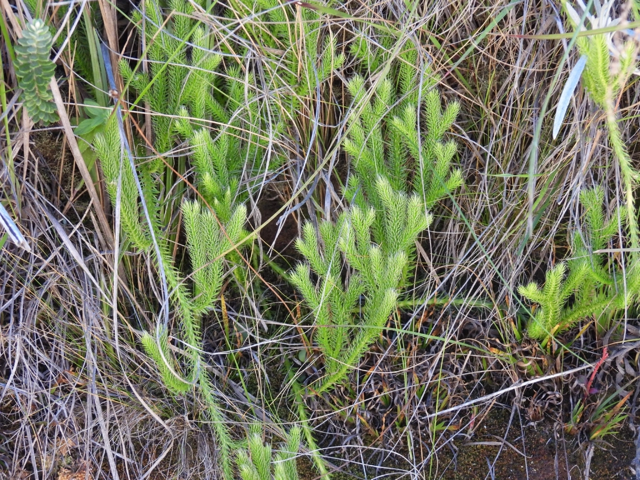 Lycopodium, plantas, fotografado em Engenheiro Passos