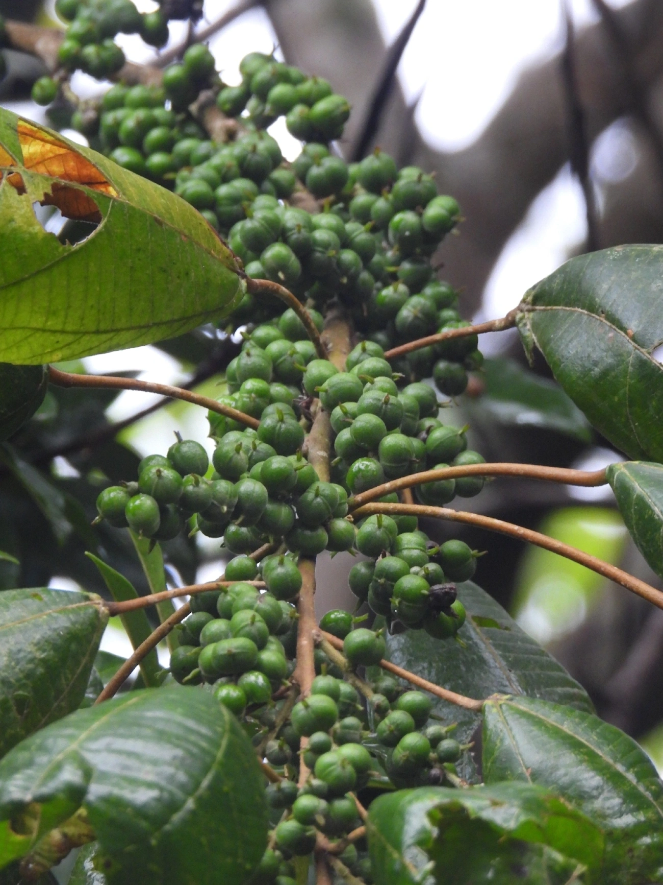 Tamanqueiro (Alchornea glandulosa), plantas, fotografado em Maresias, São Sebastião