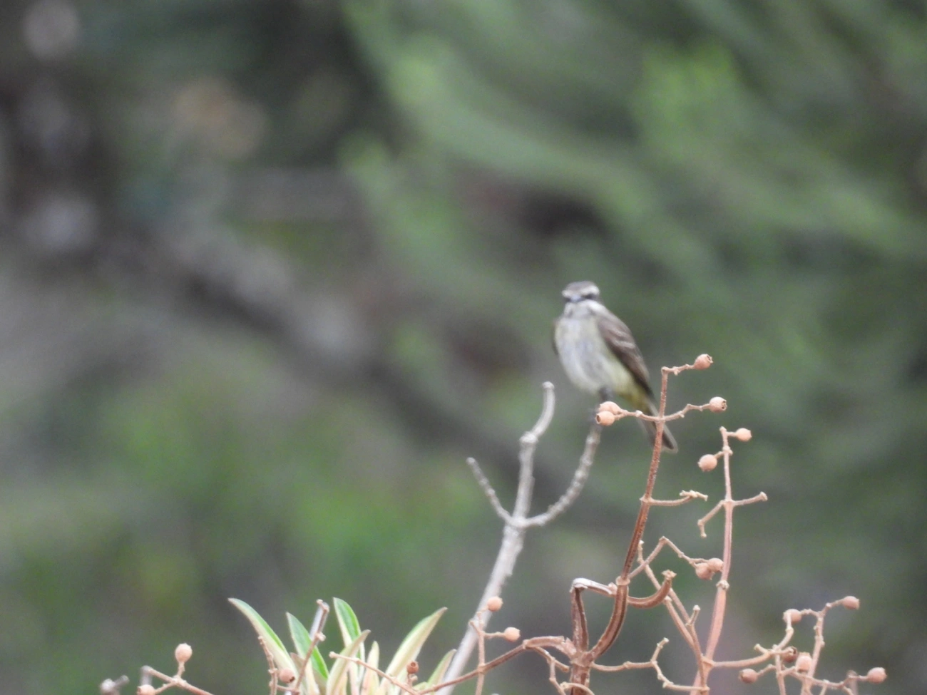 Bem-te-vi-pirata (Legatus leucophaius), aves, fotografado em Itamonte