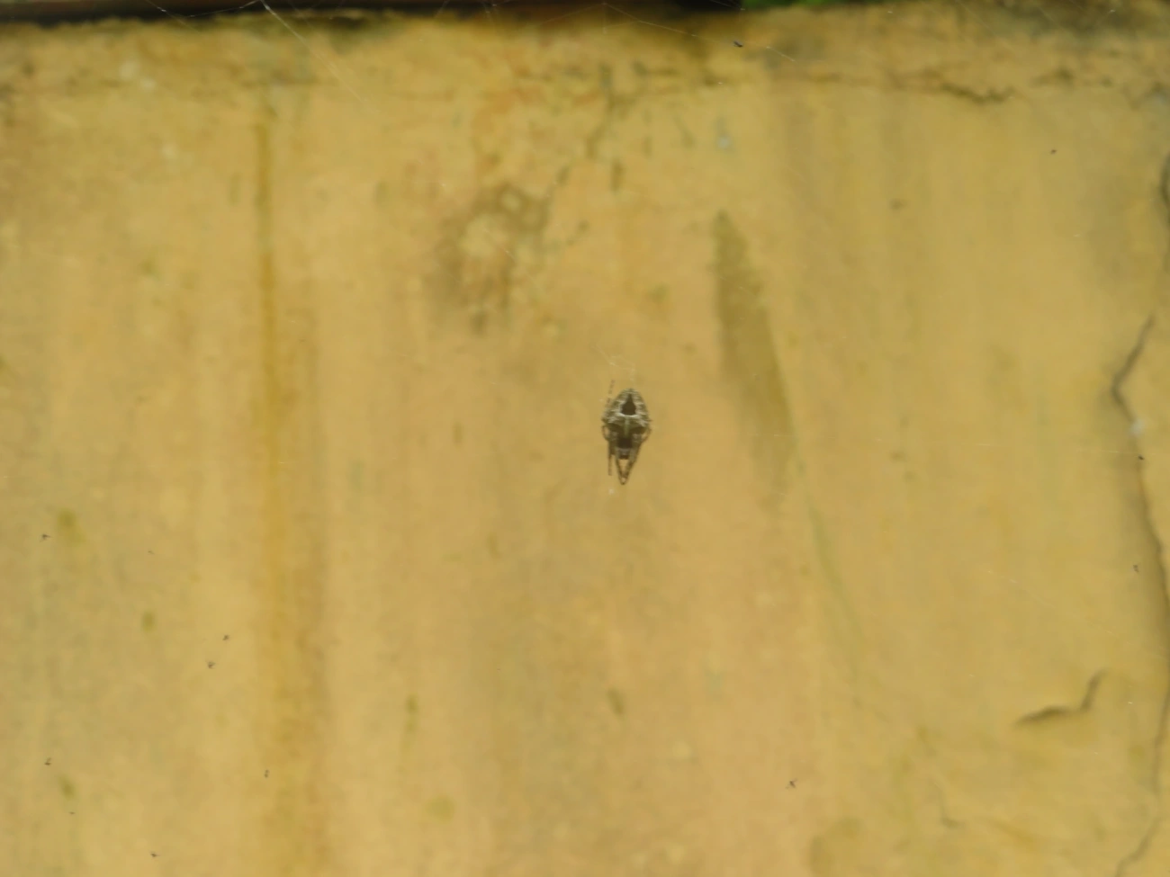 Parawixia, aracnídeos, fotografado em Maresias, São Sebastião