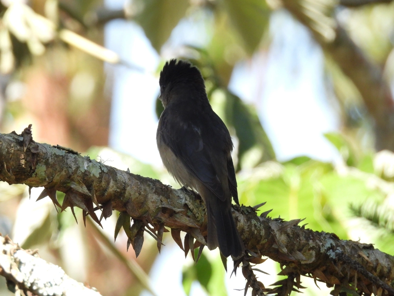 Caneleiro-de-Chapéu-Preto (Pachyramphus validus), aves, fotografado em São Luíz do Paraitinga