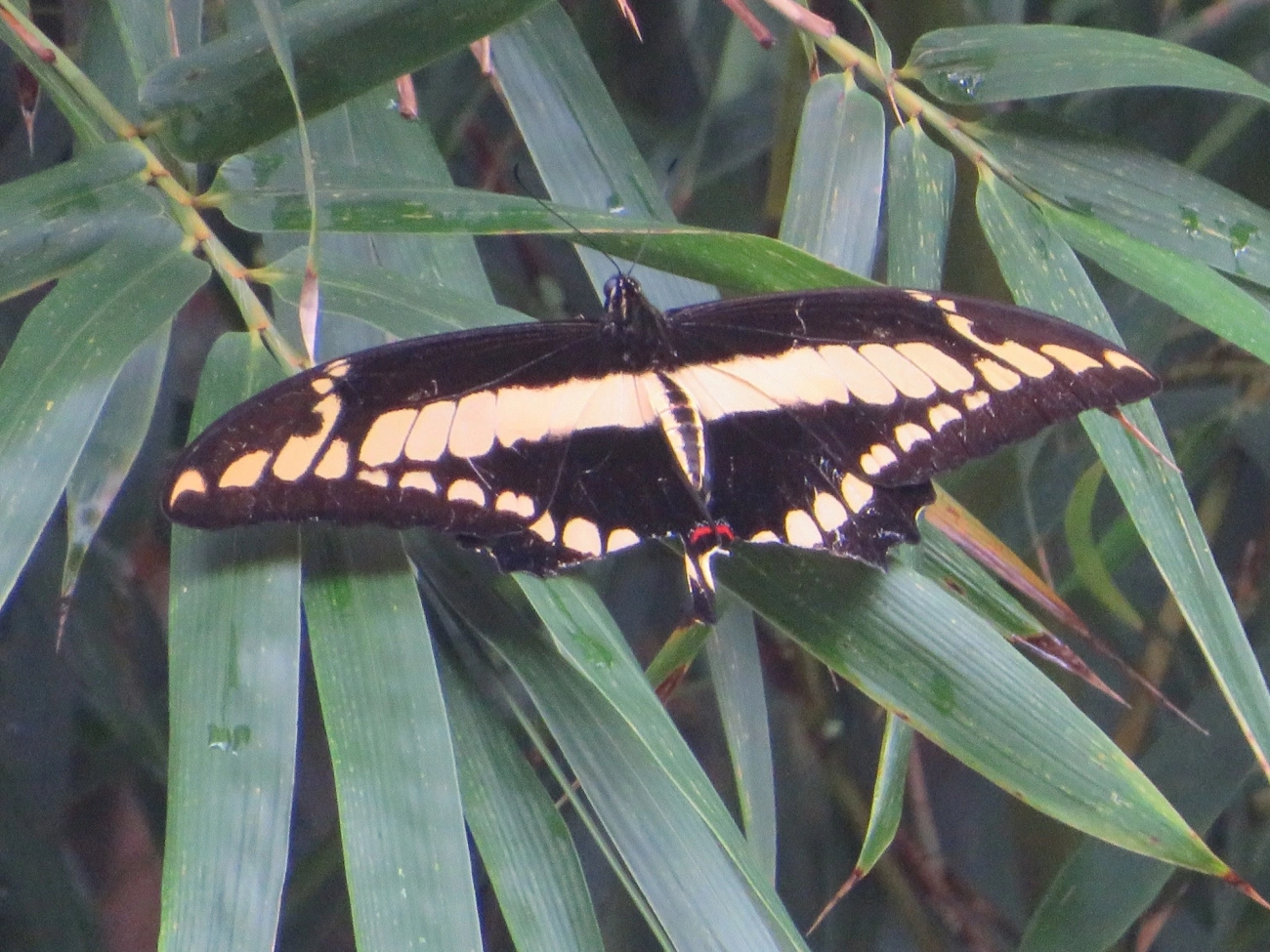 Borboleta-caixão-de-defunto (Heraclides thoas), insetos, fotografado em Maresias, São Sebastião