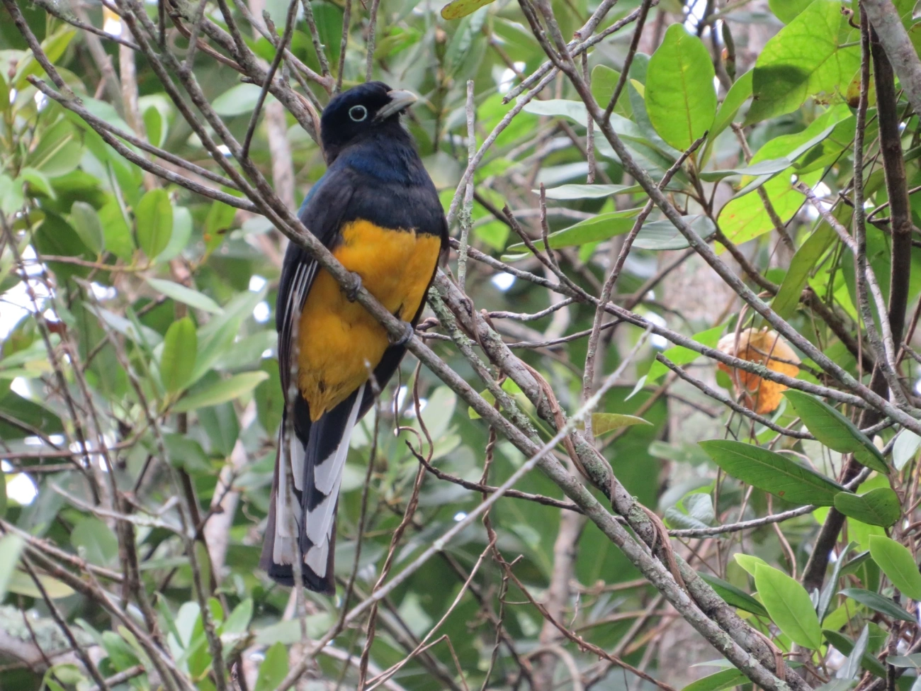 Surucuá-de-barriga-amarela (Trogon viridis), aves, fotografado em Maresias, São Sebastião