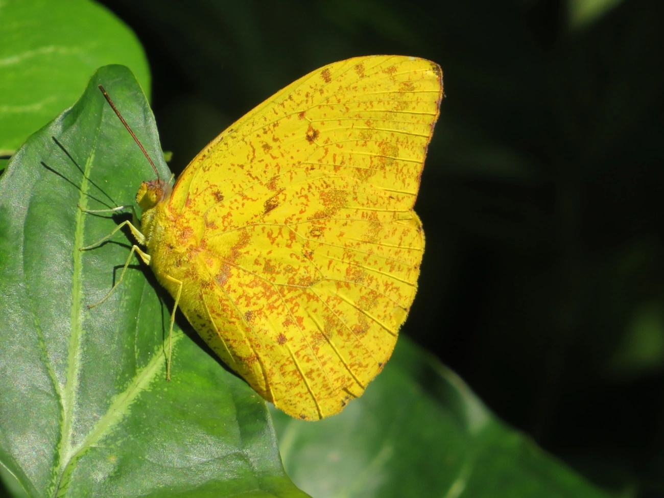 Borboleta-amarela (Phoebis argante), insetos, fotografado em Paúba, São Sebastião