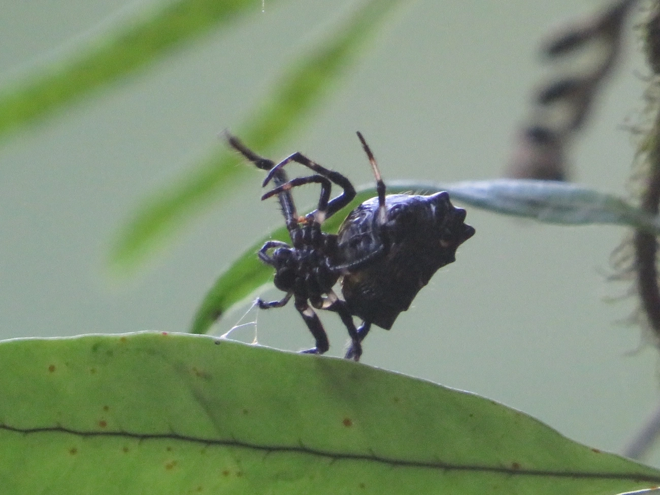 Verrucosa meridionalis, aracnídeos, fotografado em Maresias, São Sebastião