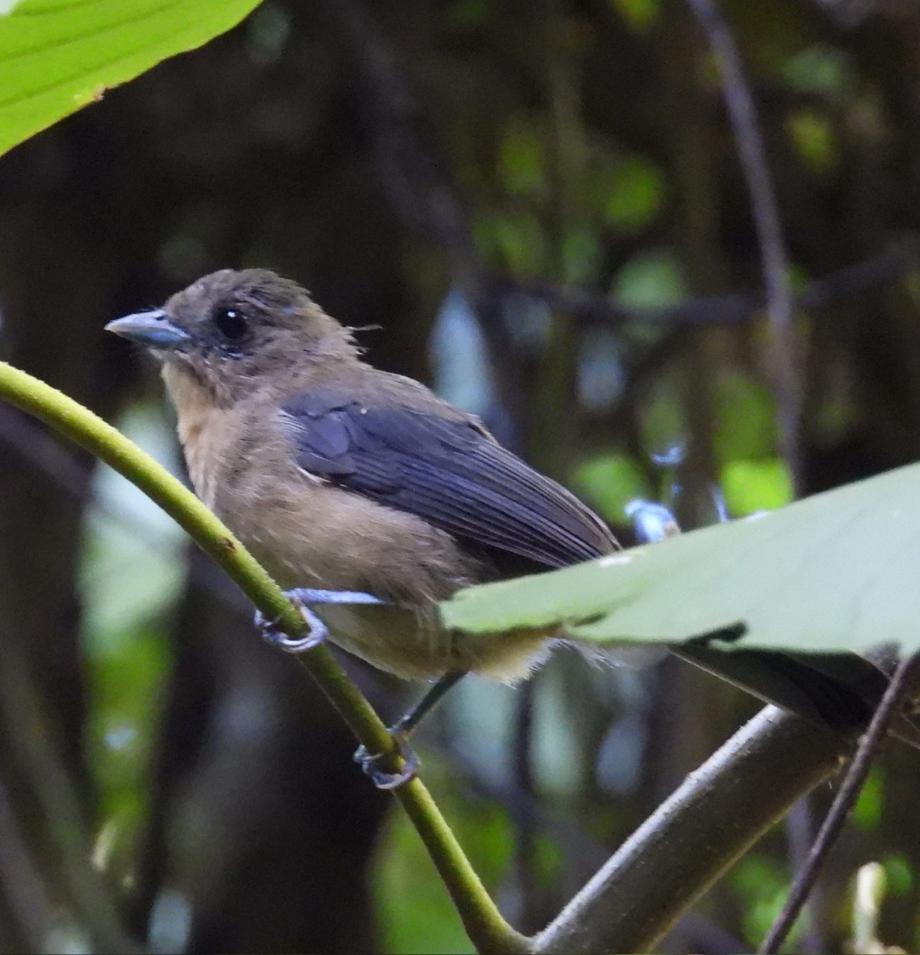 Tiê-de-topete (Trichothraupis melanops), aves, fotografado em Queluz