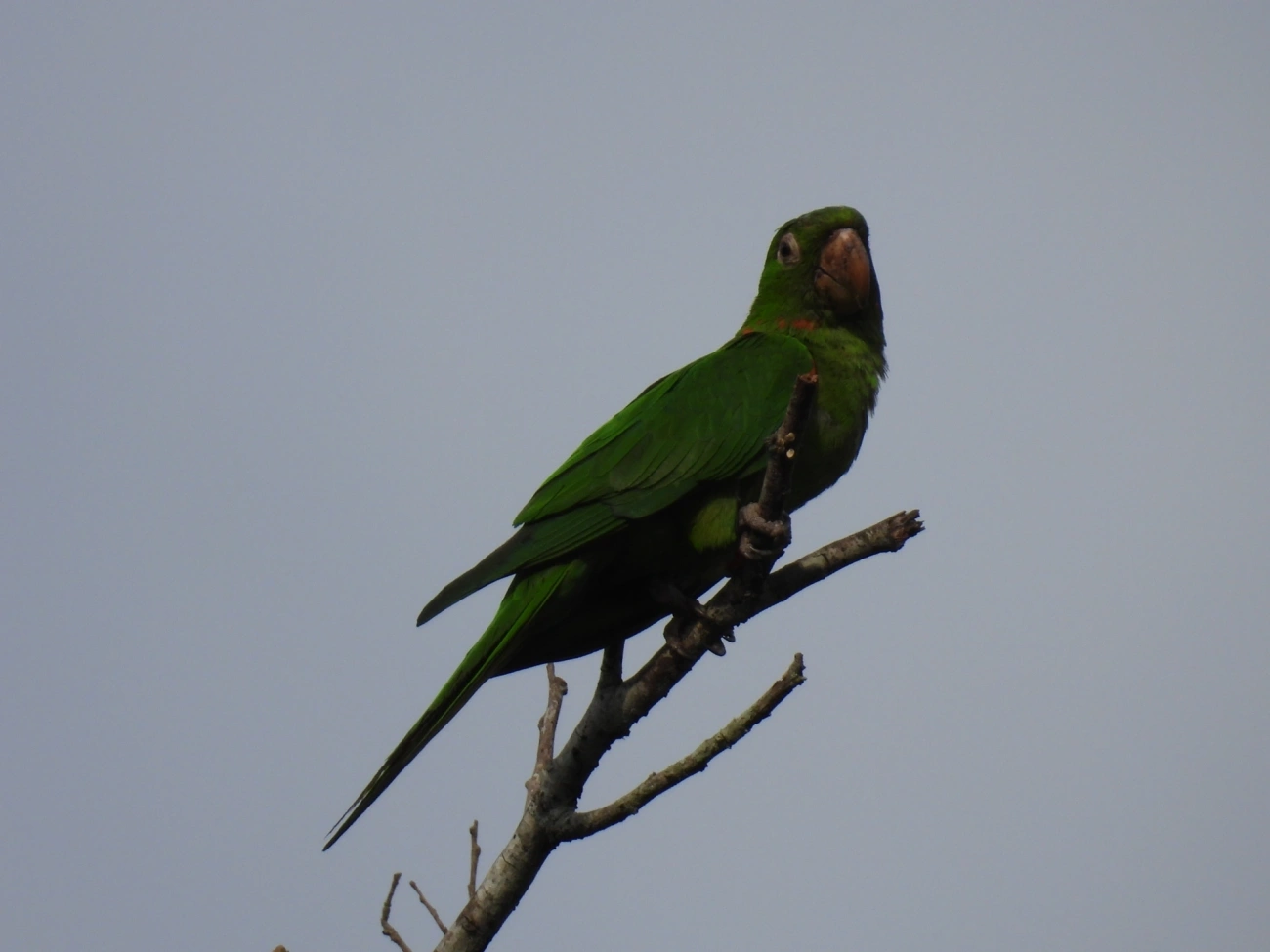 Periquitão-maracanã (Psittacara leucophthalmus), aves, fotografado em Cabreúva