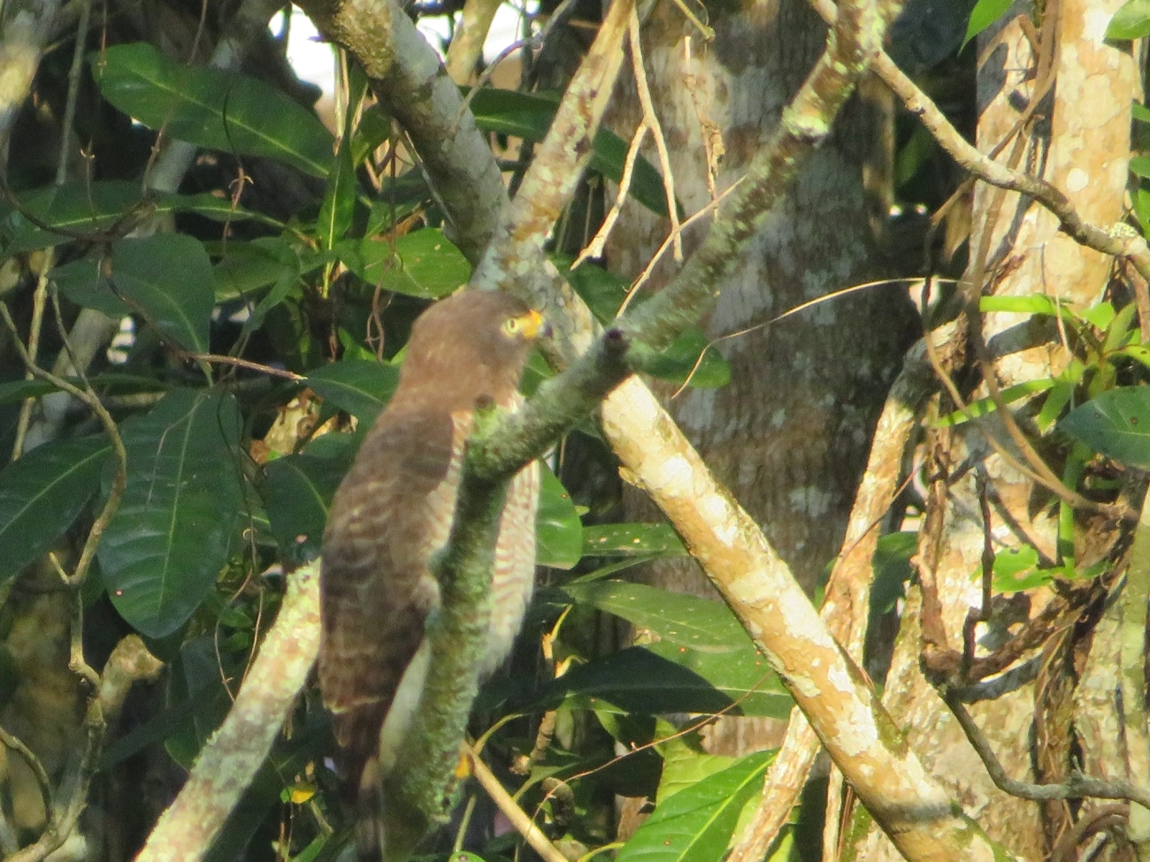 Gavião-carijó (Rupornis magnirostris), aves, fotografado em Maresias, São Sebastião