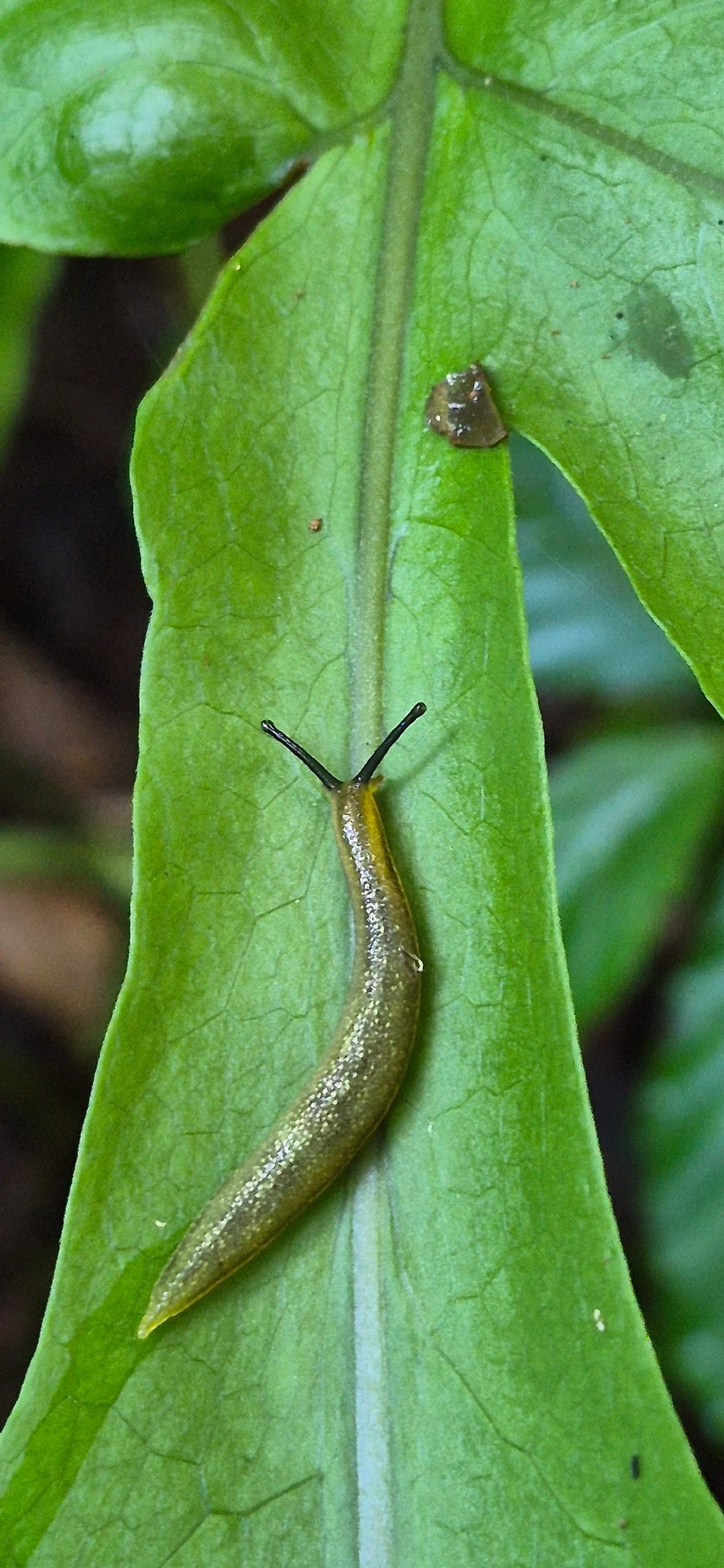 Vaginulus taunaisii, moluscos, fotografado em Camburí, São Sebastião