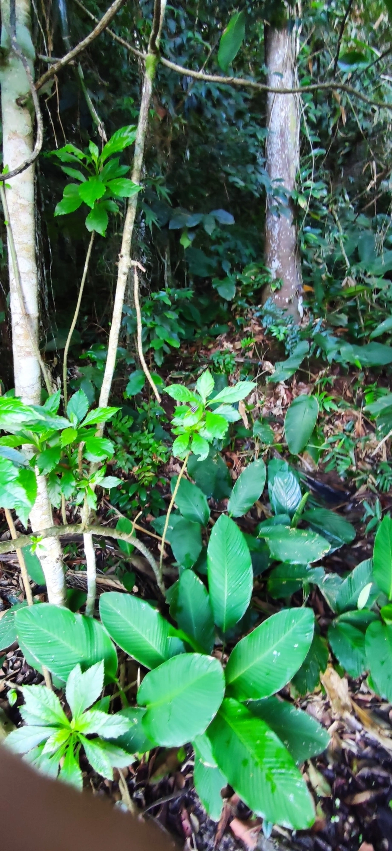 Plantas (Plantae), plantas, fotografado em Caraguatatuba