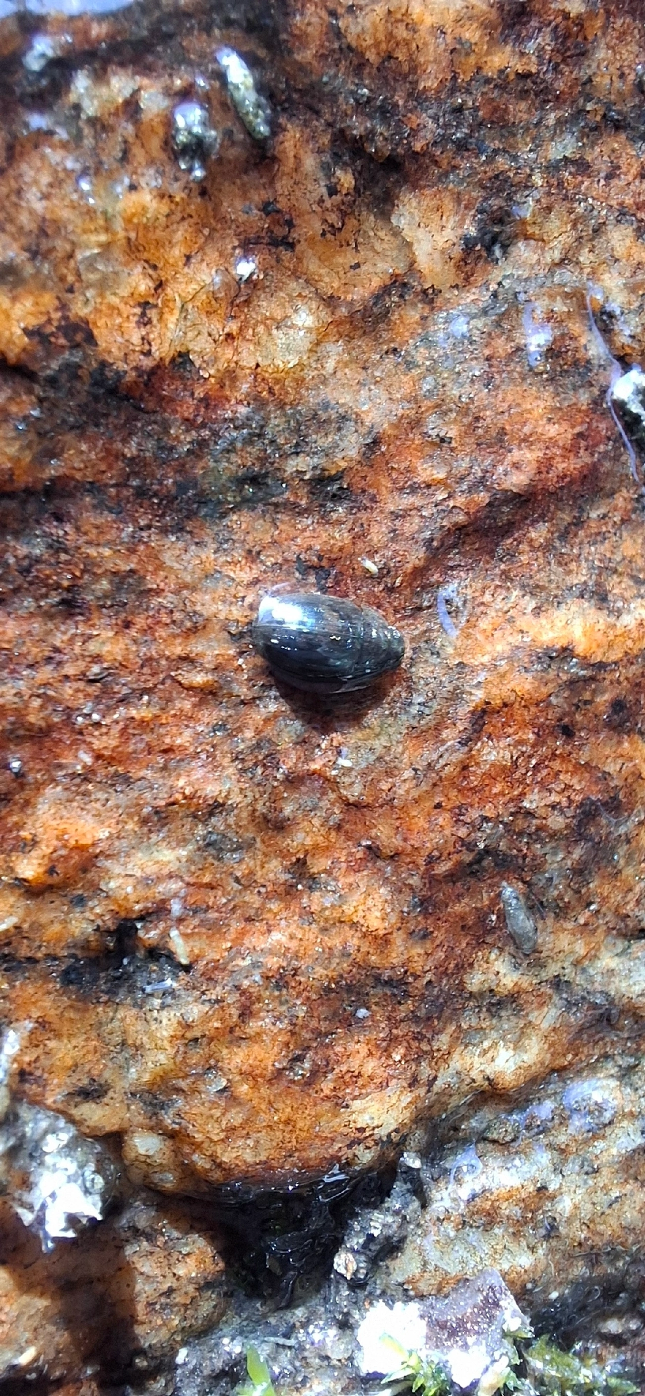 Caramujo-limneídeo-americano (Pseudosuccinea columella), moluscos, fotografado em Maresias, São Sebastião