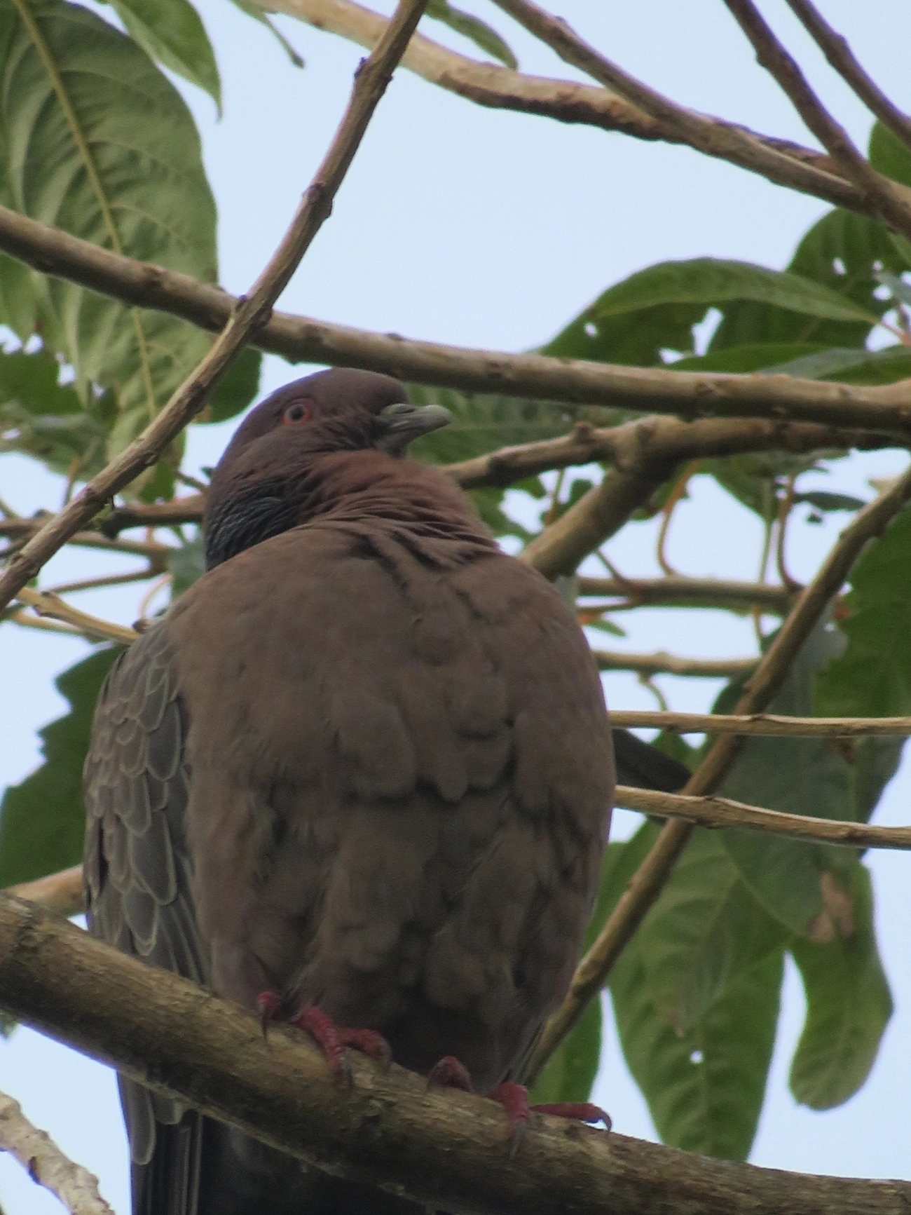 Asa-branca (Patagioenas picazuro), aves, fotografado em Maresias, São Sebastião