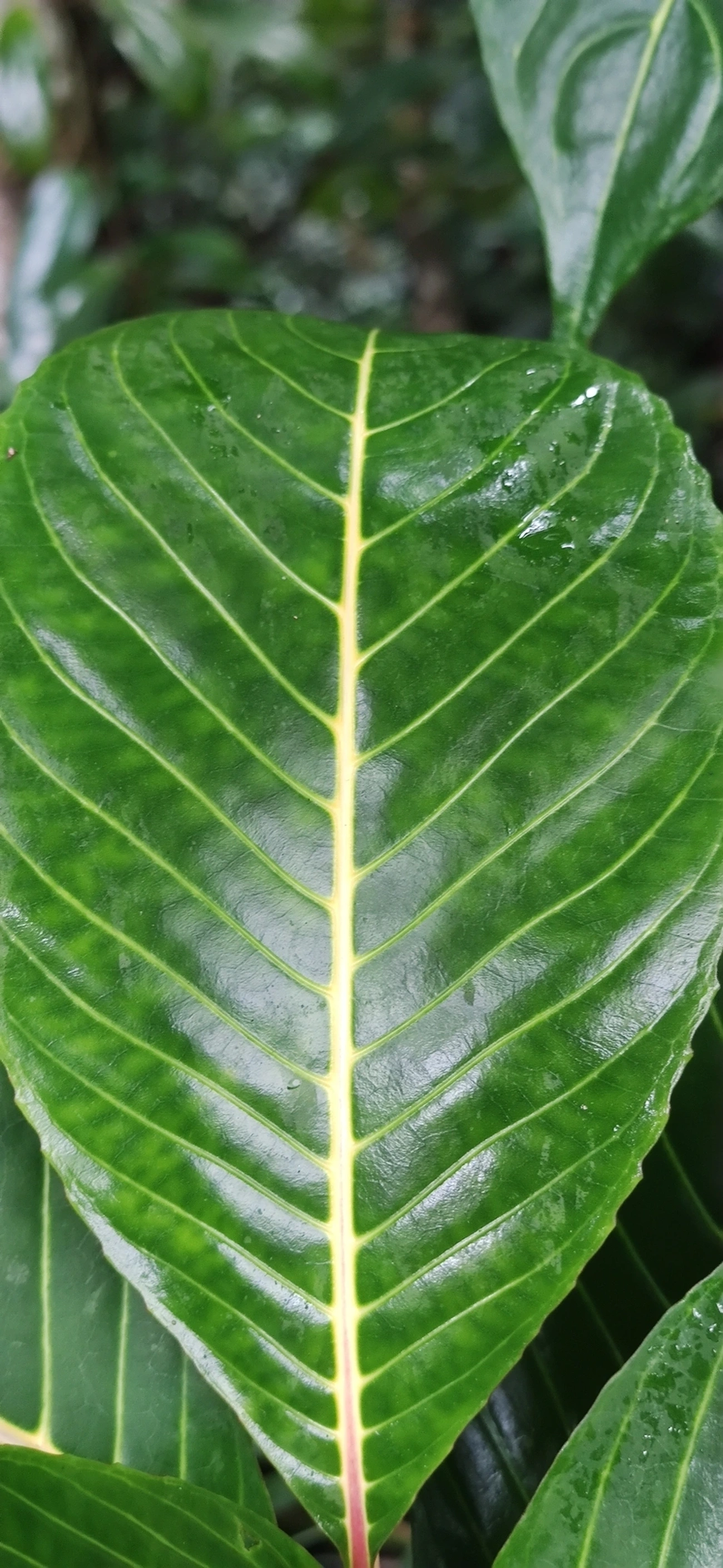 Sanchésia (Sanchezia parvibracteata), plantas, fotografado em Maresias, São Sebastião