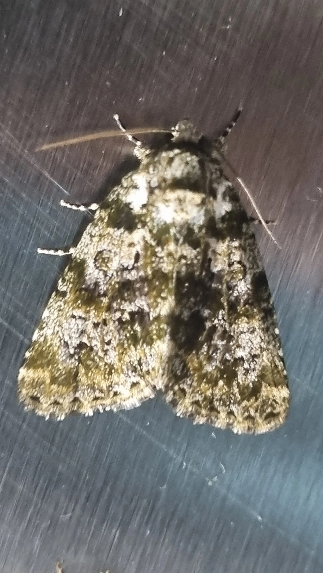 Noctuidae, insetos, fotografado em Maresias, São Sebastião