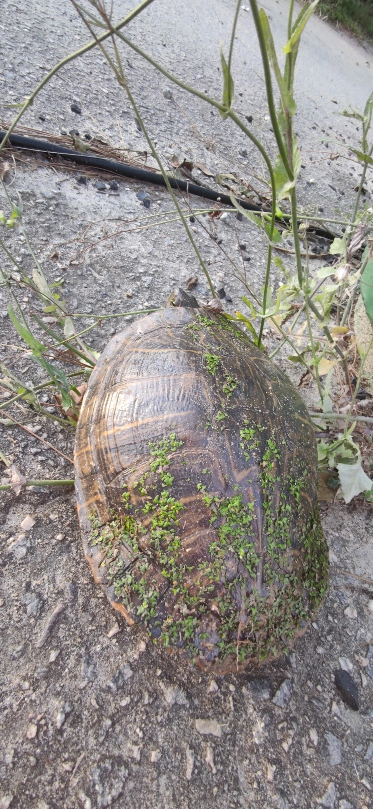 Tartaruga-da-Flórida (Trachemys scripta), répteis, fotografado em Maresias, São Sebastião