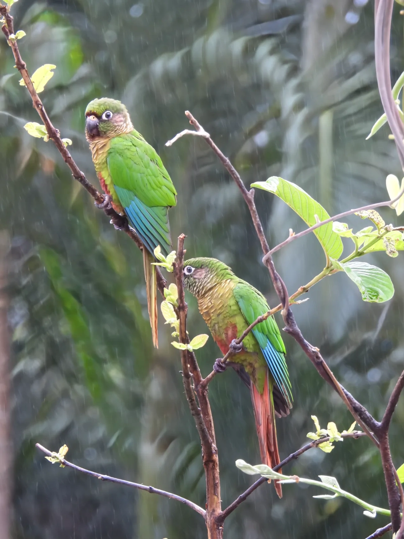 Tiriba-de-testa-vermelha (Pyrrhura frontalis), aves, fotografado em Maresias, São Sebastião