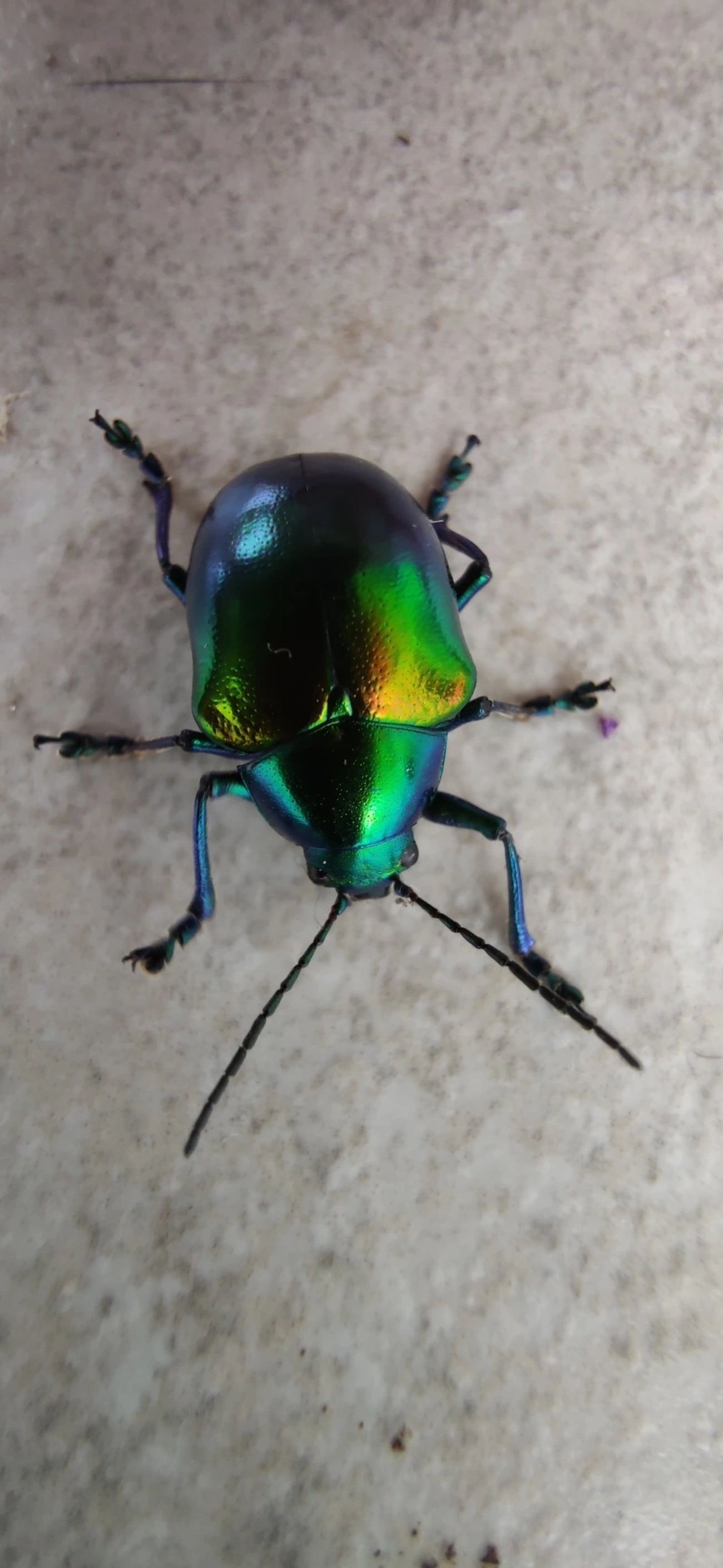 Eumolpus ignitus, insetos, fotografado em Maresias, São Sebastião