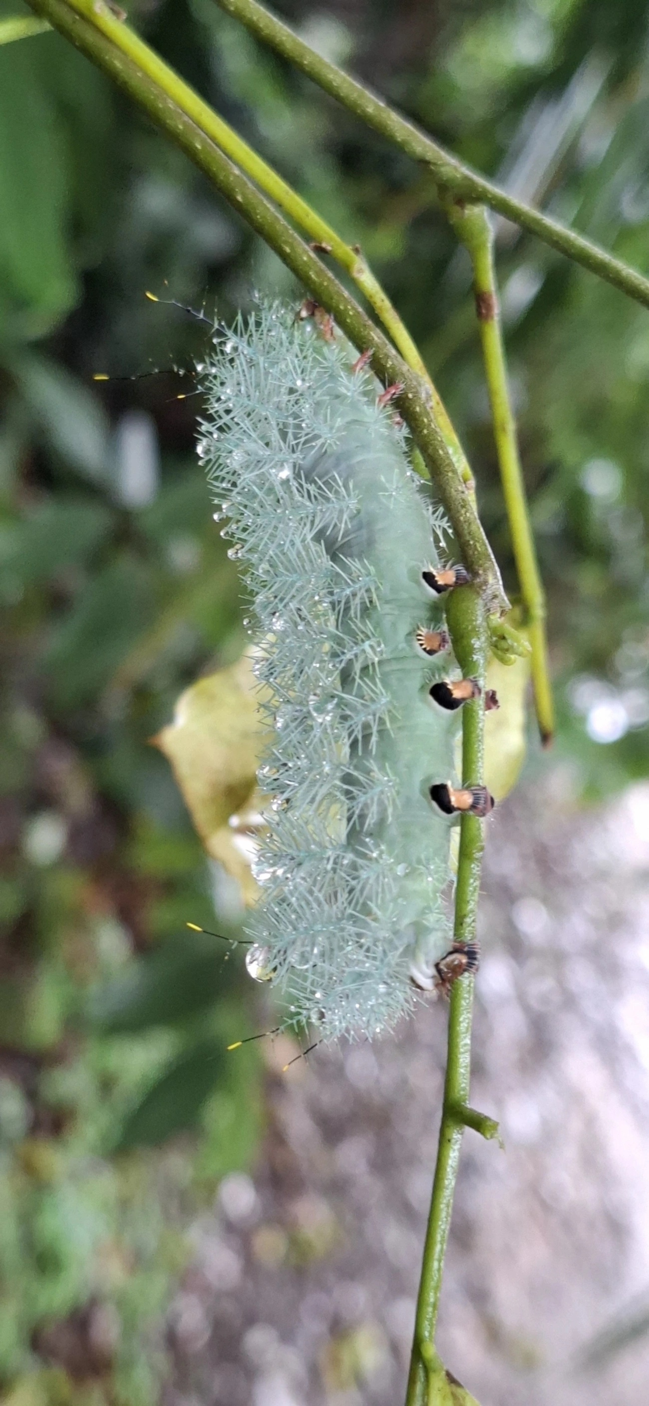 Gamelia, insetos, fotografado em Maresias, São Sebastião