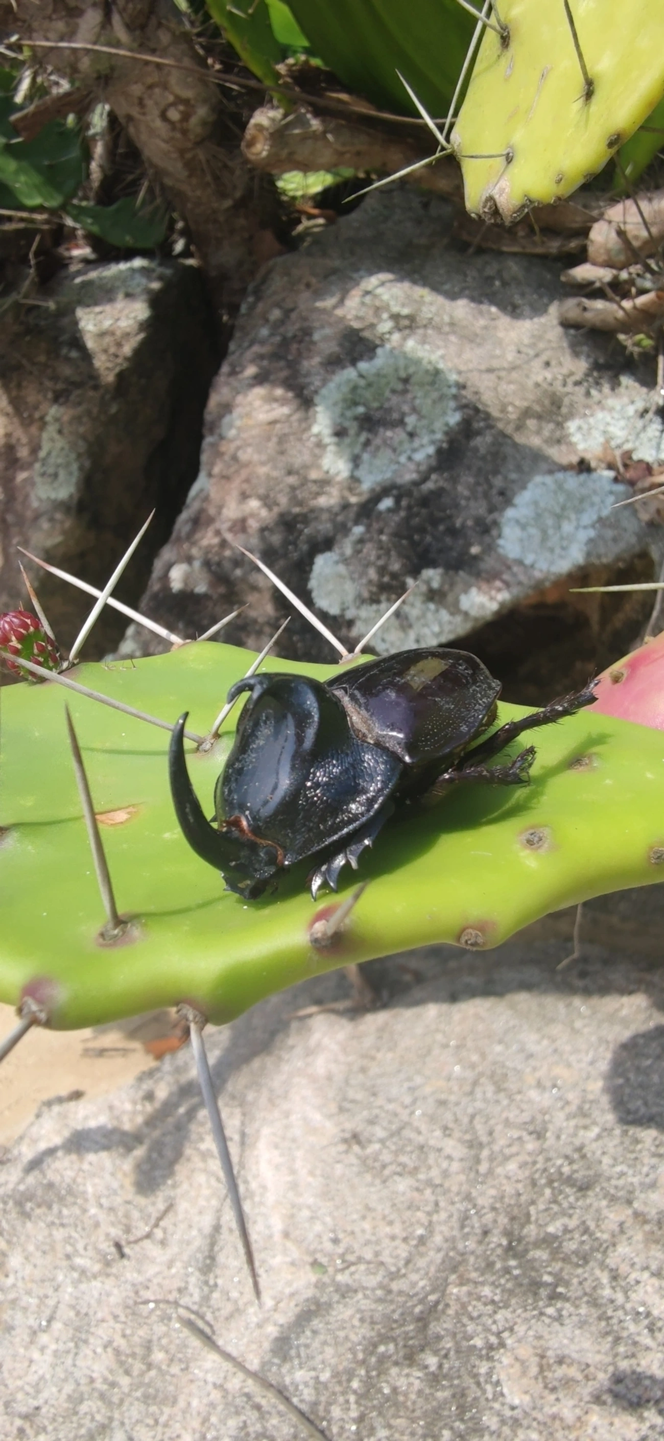 Besouro-rinoceronte (Enema pan), insetos, fotografado em Toque-Toque Grande, São Sebastião