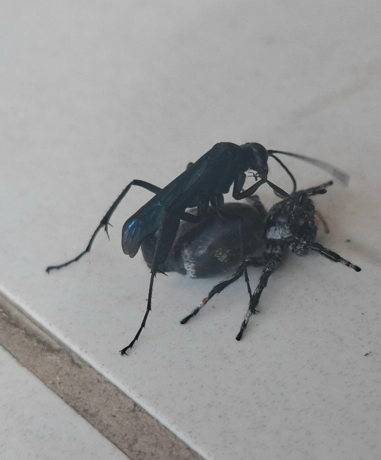 Pompilinae, insetos, fotografado em Maresias, São Sebastião