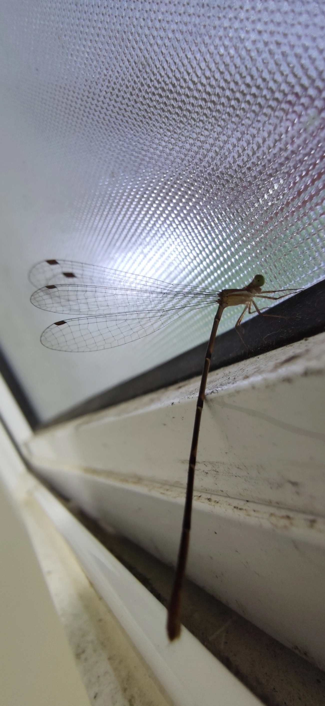 Heteragrion, insetos, fotografado em Maresias, São Sebastião