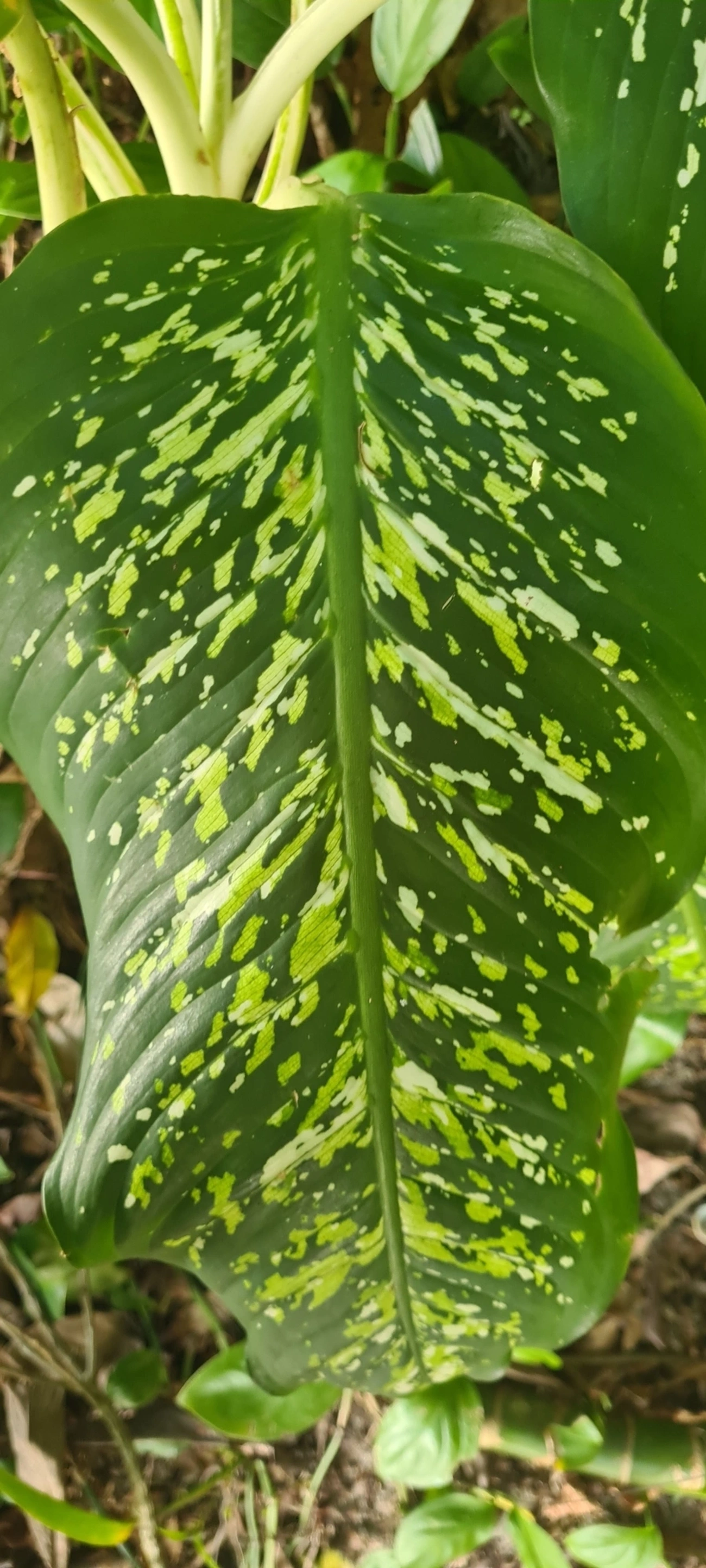 Dieffenbachia, plantas, fotografado em Maresias, São Sebastião
