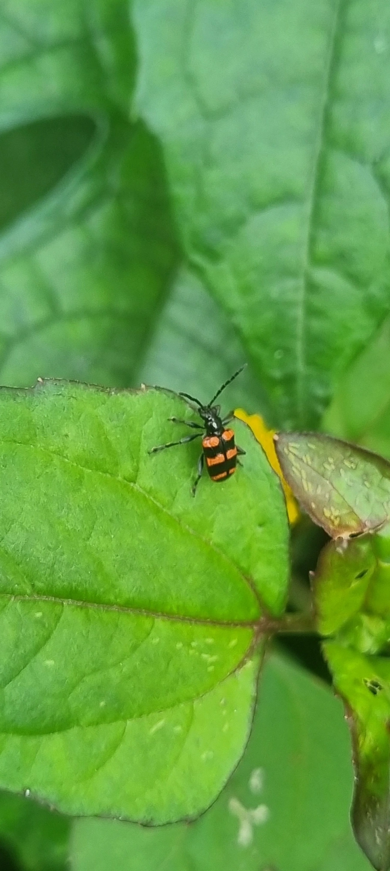 Besouro-das-folhas (Neolema fasciata), insetos, fotografado em Maresias, São Sebastião