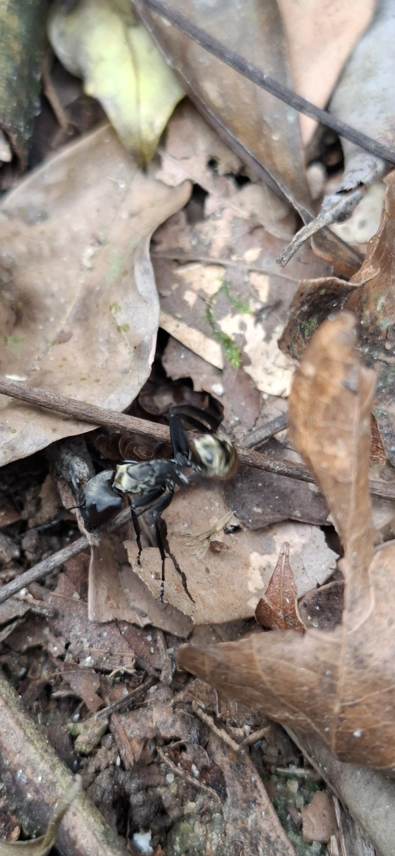 Formiga-dourada (Camponotus sericeiventris), insetos, fotografado em Maresias, São Sebastião