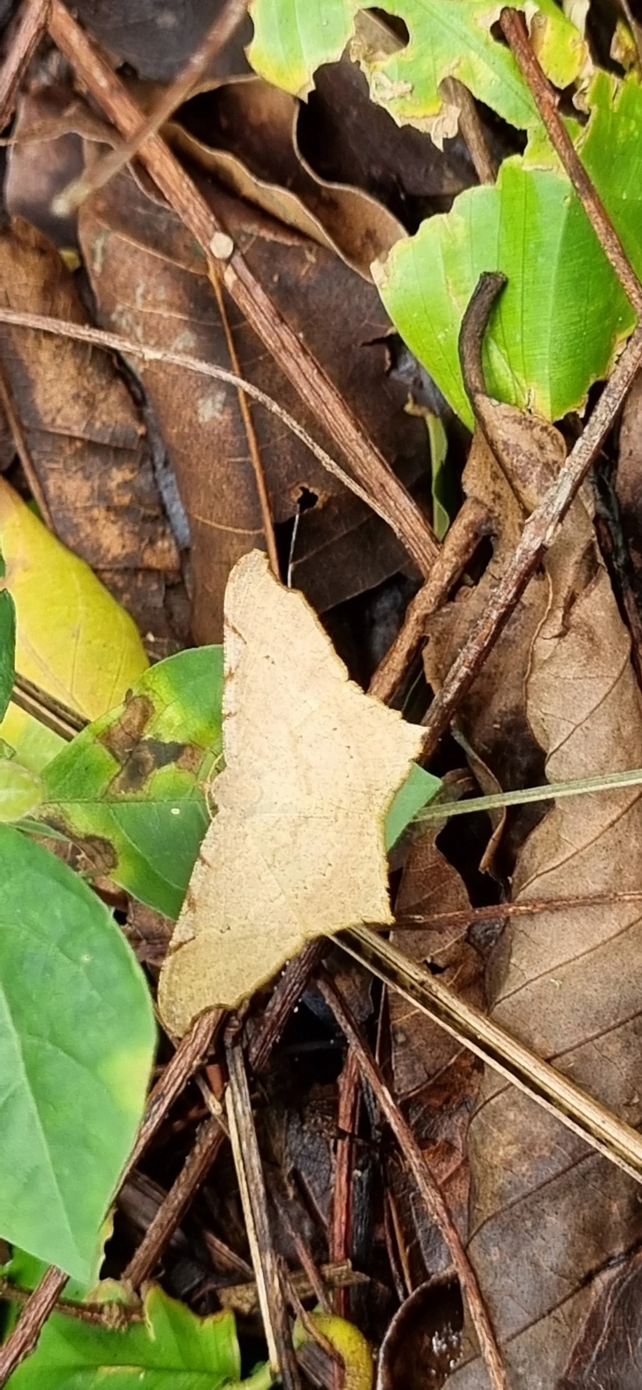 Ennominae, insetos, fotografado em Paúba, São Sebastião