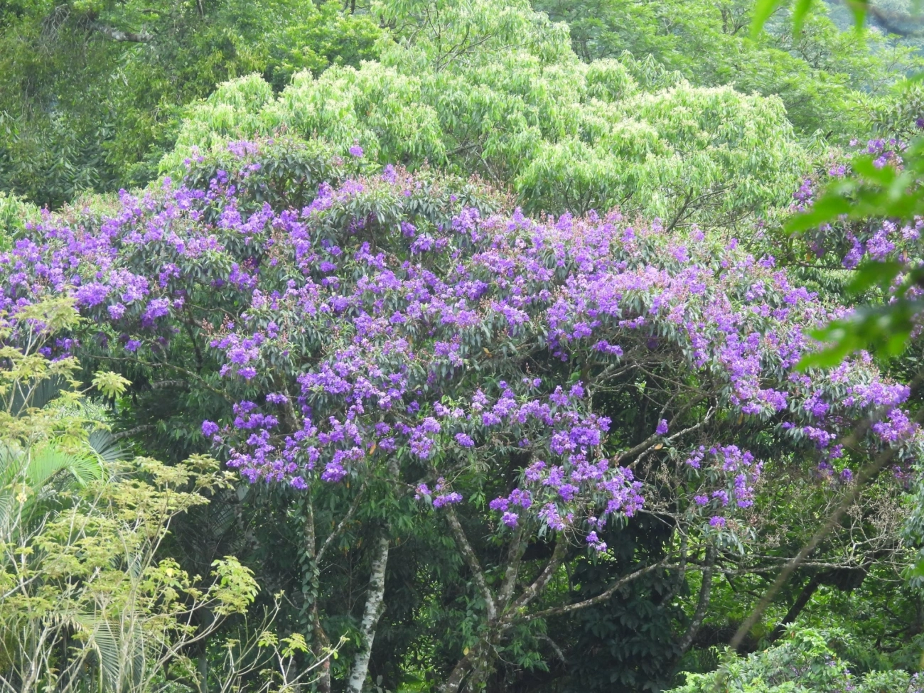 Quaresmeira (Pleroma granulosum), plantas, fotografado em Maresias, São Sebastião
