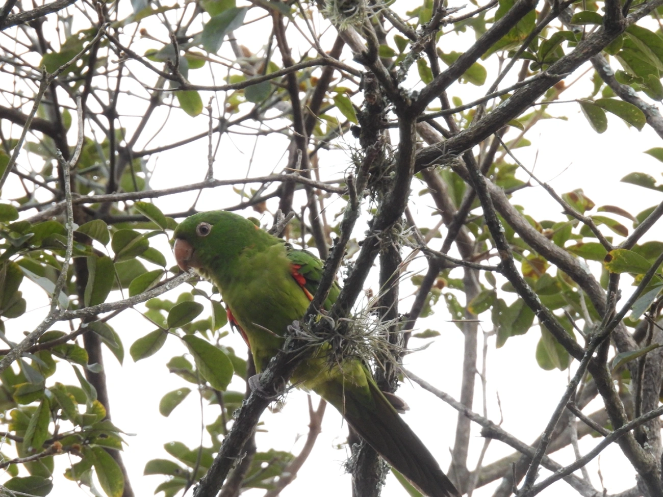 Periquitão-maracanã (Psittacara leucophthalmus), aves, fotografado em Bragança Paulista