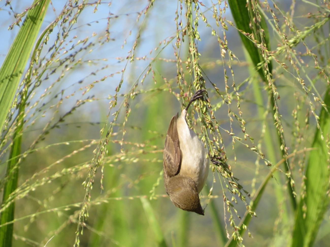 Coleirinho (Sporophila caerulescens), aves, fotografado em Maresias, São Sebastião