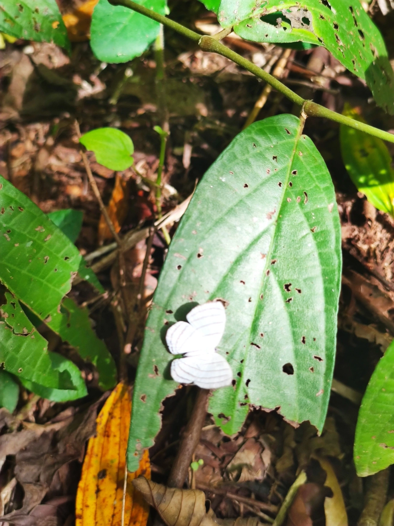 Leucochimona icare, insetos, fotografado em São Sebastião