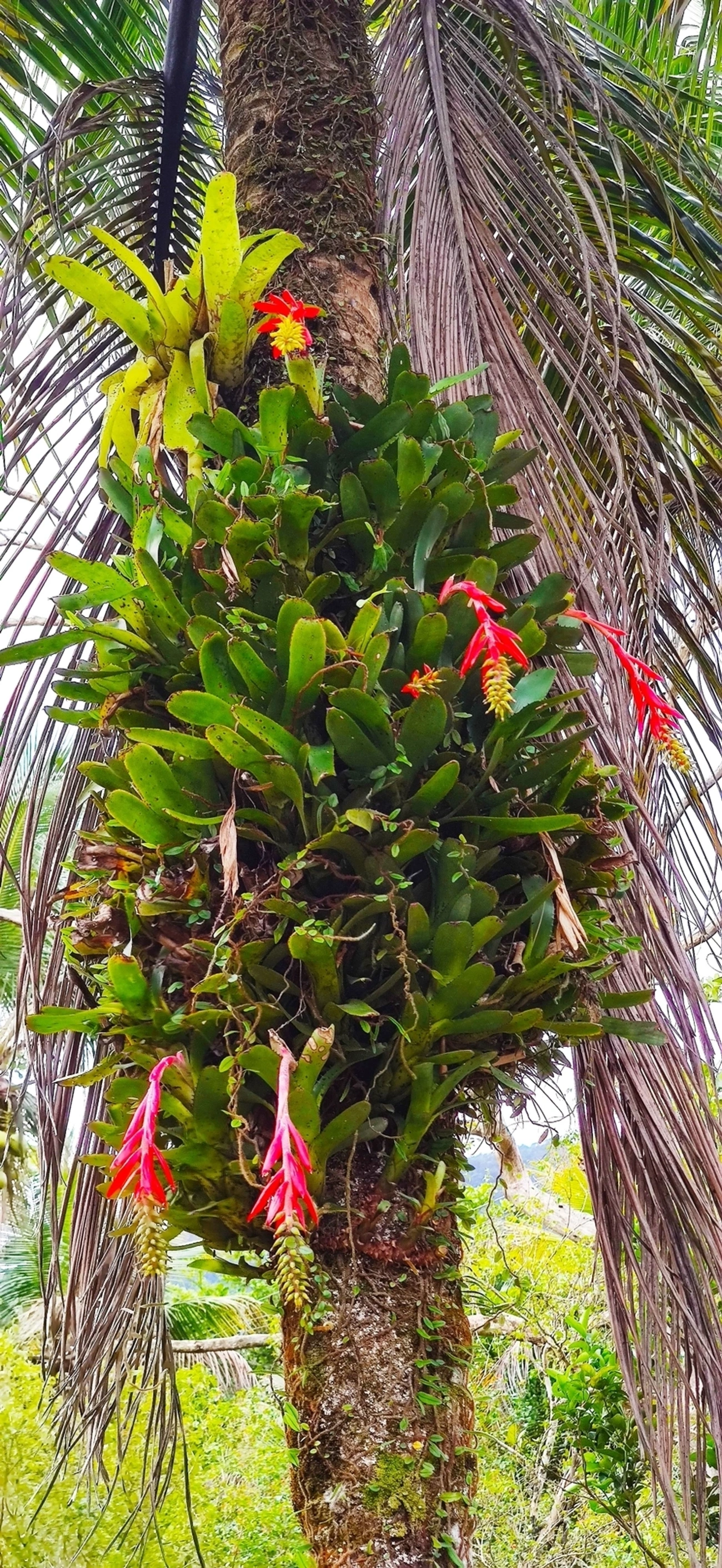 Chupa-chupa (Aechmea nudicaulis), plantas, fotografado em Maresias, São Sebastião