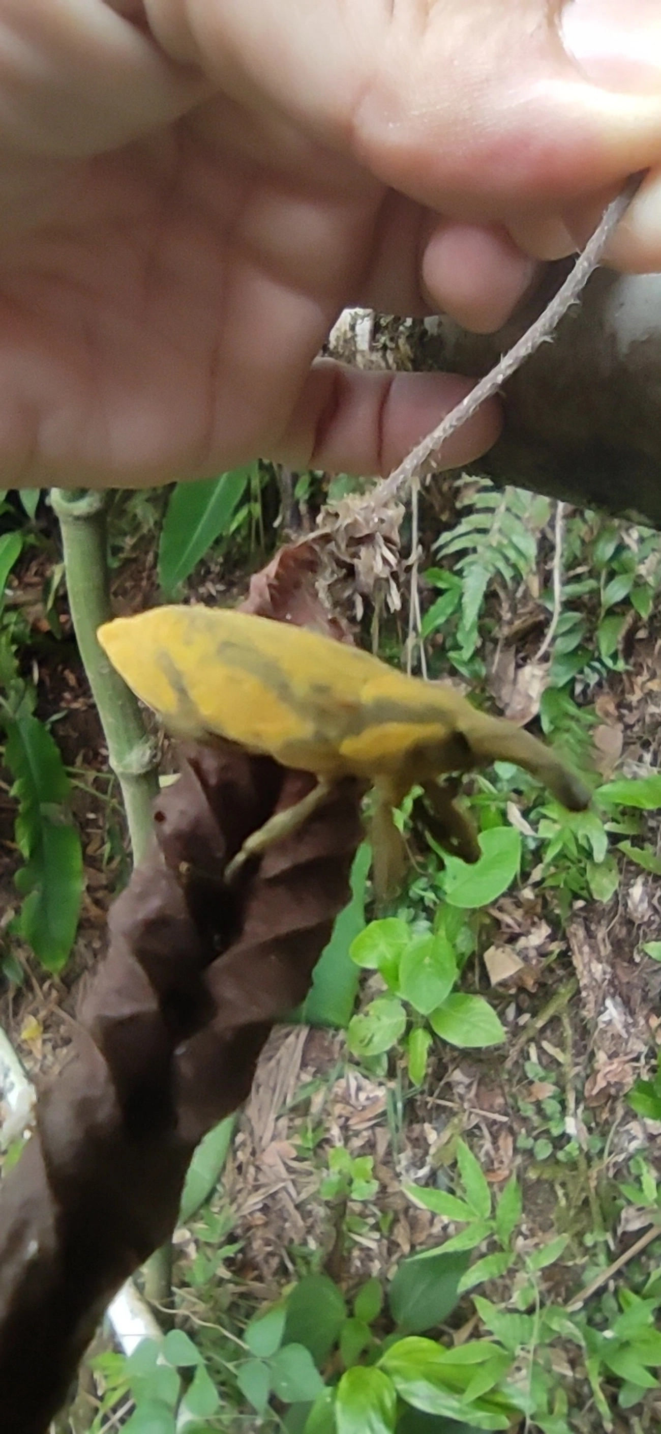 Lixus, insetos, fotografado em Maresias, São Sebastião
