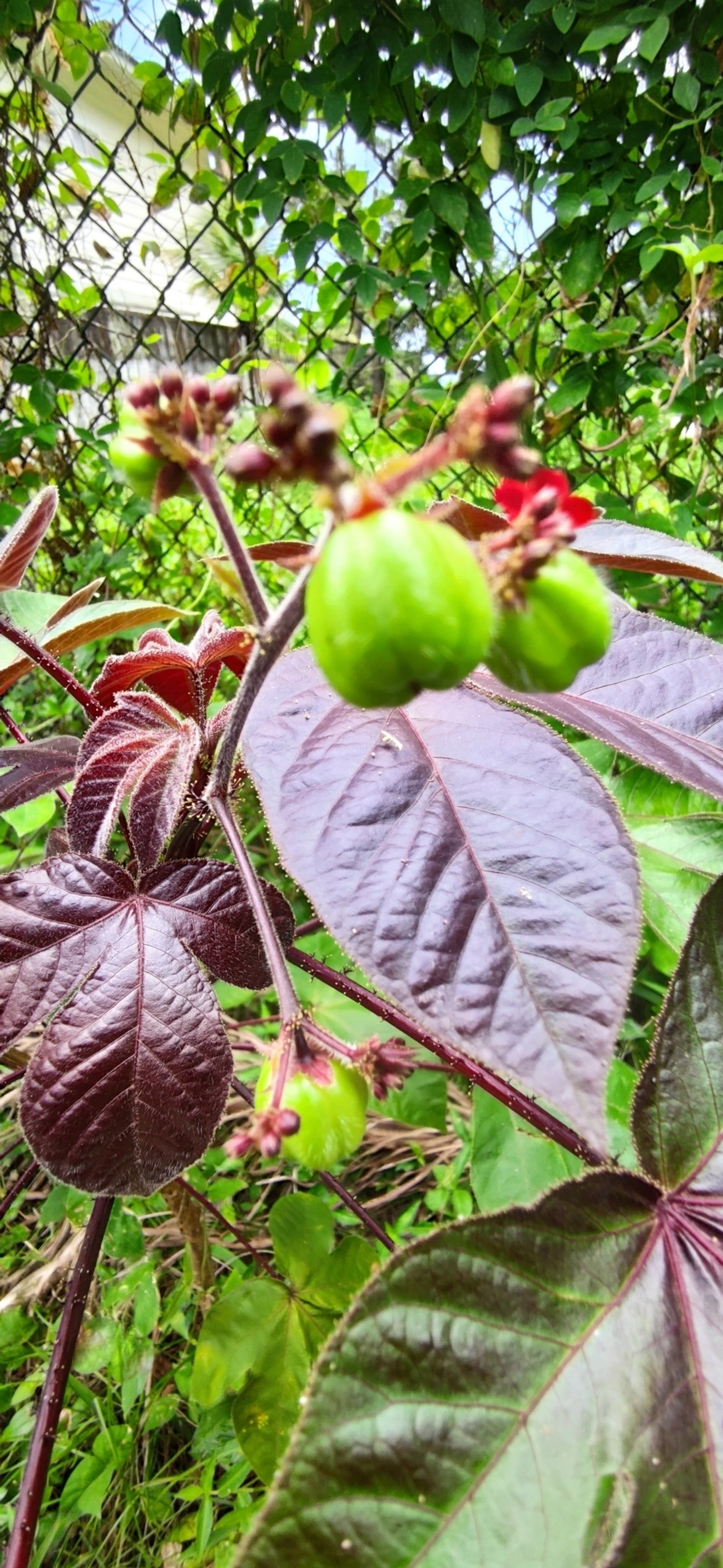 Pinhão-roxo (Jatropha gossypiifolia), plantas, fotografado em Paúba, São Sebastião