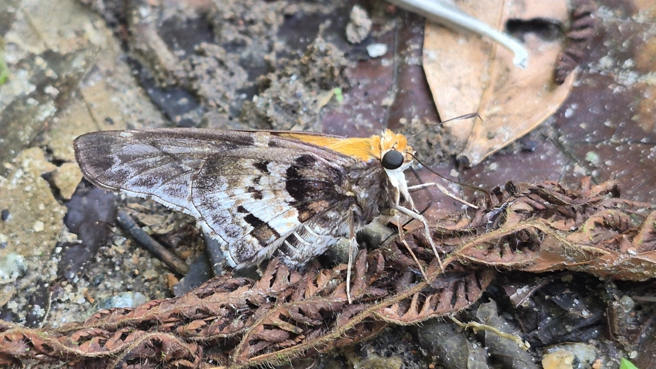 Proteides mercurius, insetos, fotografado em Boiçucanga, São Sebastião