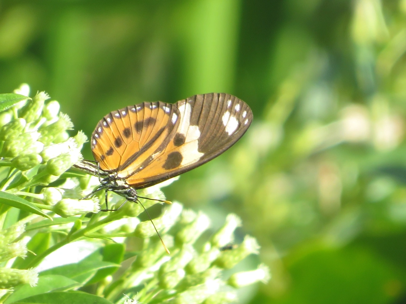 Borboleta-do-maracujá (Eueides isabella), insetos, fotografado em Maresias, São Sebastião