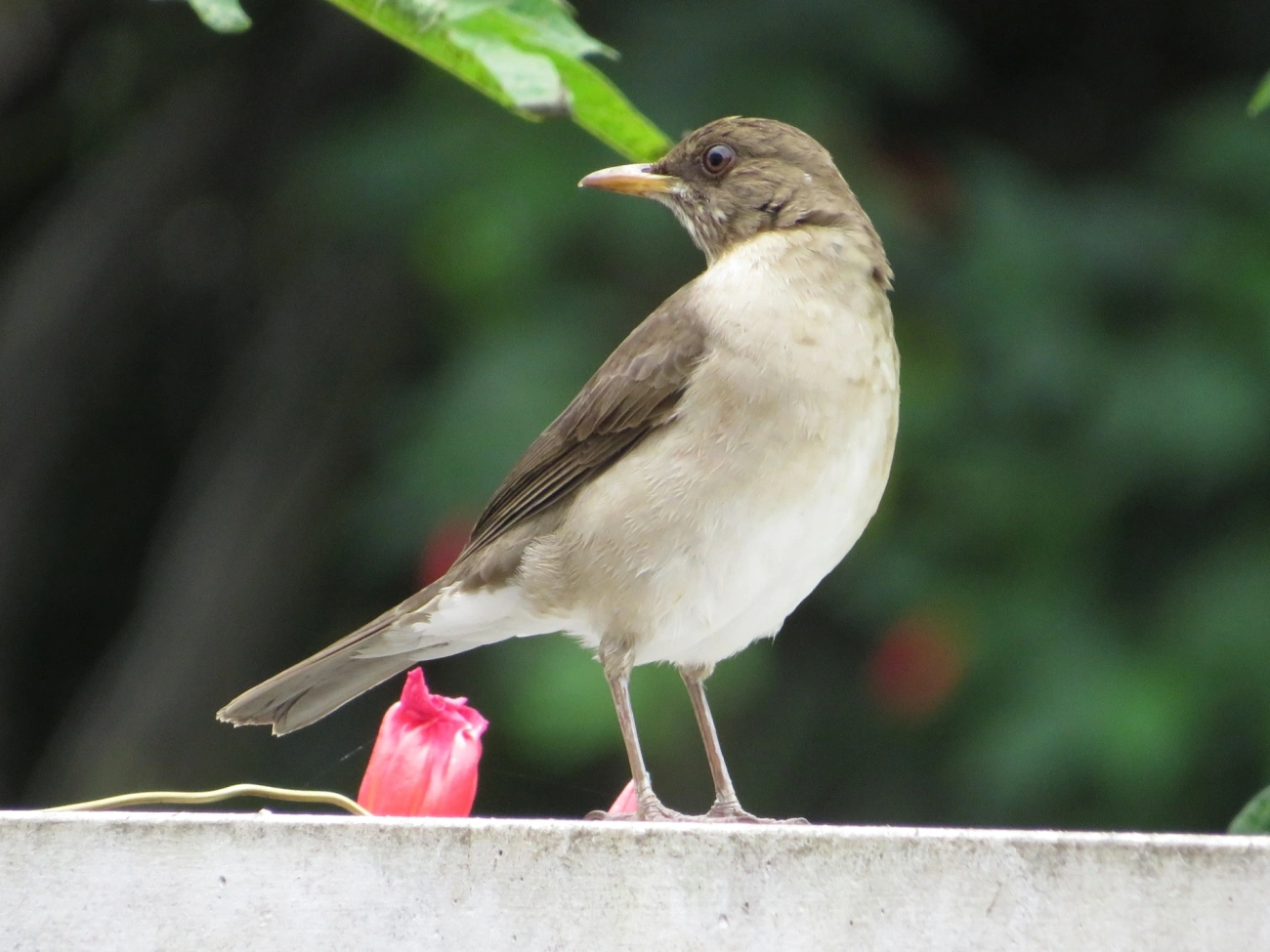 Sabiá-poca (Turdus amaurochalinus), aves, fotografado em Maresias, São Sebastião