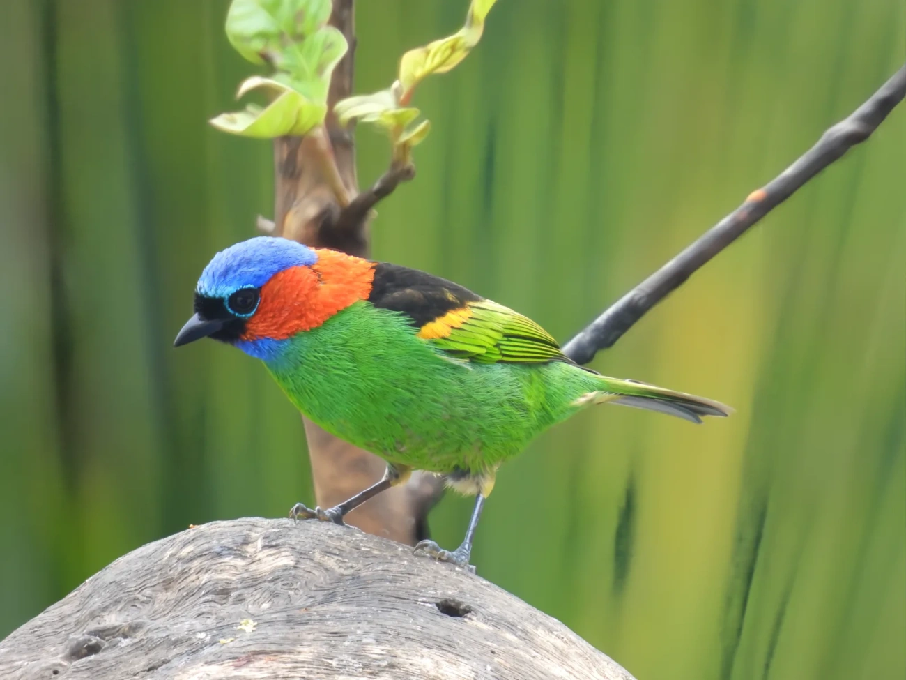 Saíra-militar (Tangara cyanocephala), aves, fotografado em Maresias, São Sebastião