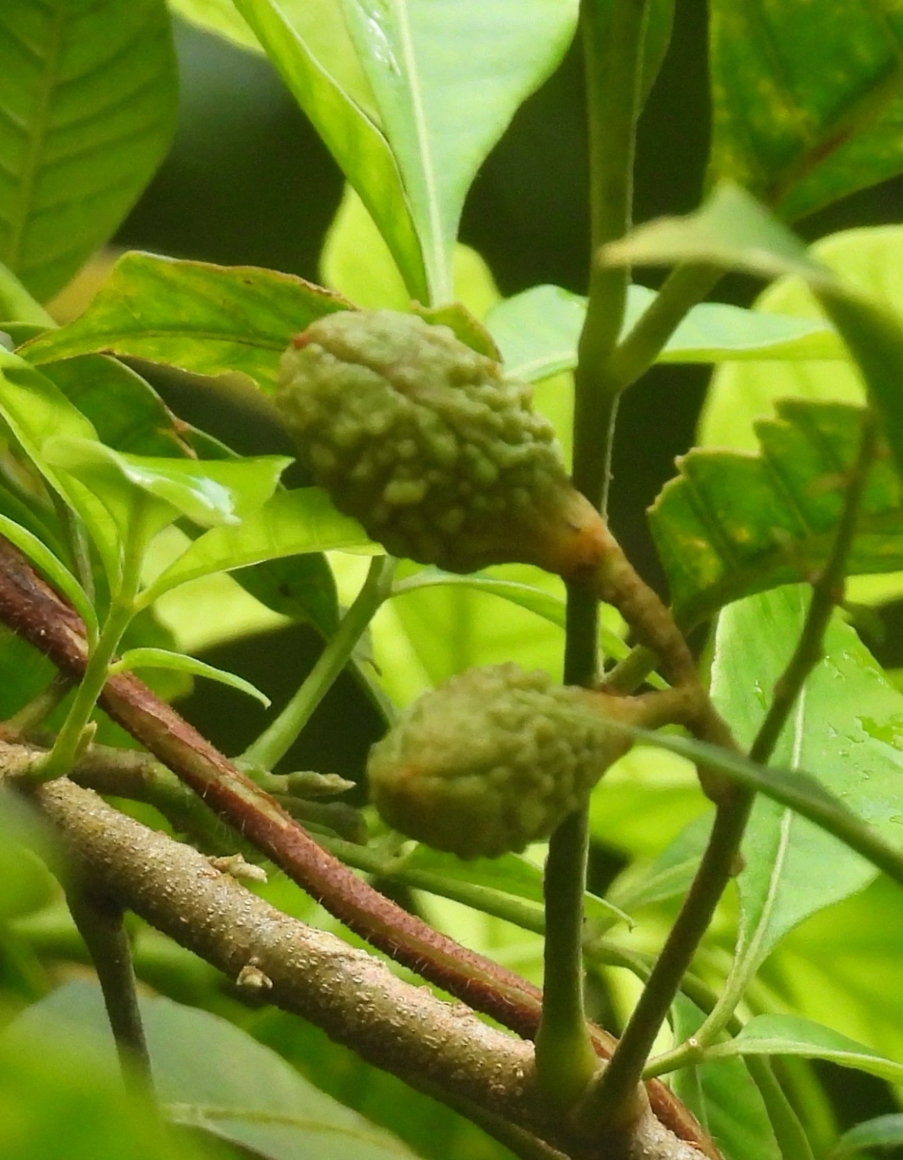 Plantas (Plantae), plantas, fotografado em Boiçucanga, São Sebastião