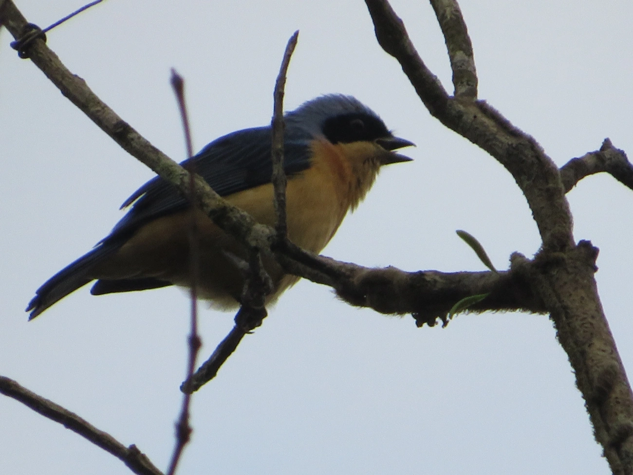 Saíra-Viúva (Pipraeidea melanonota), aves, fotografado em Maresias, São Sebastião