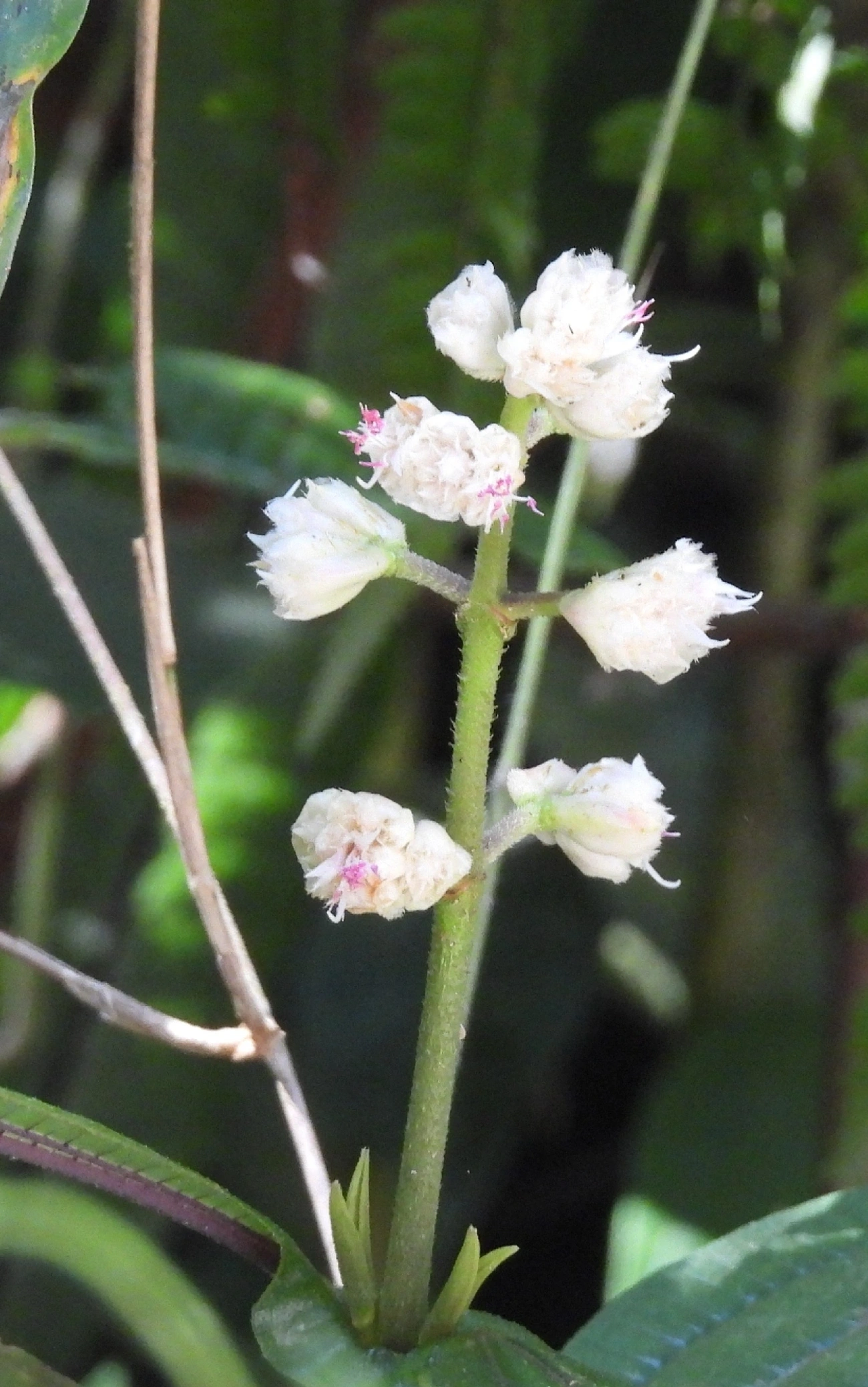 Pixiricas e Afins (Miconia), plantas, fotografado em Queluz