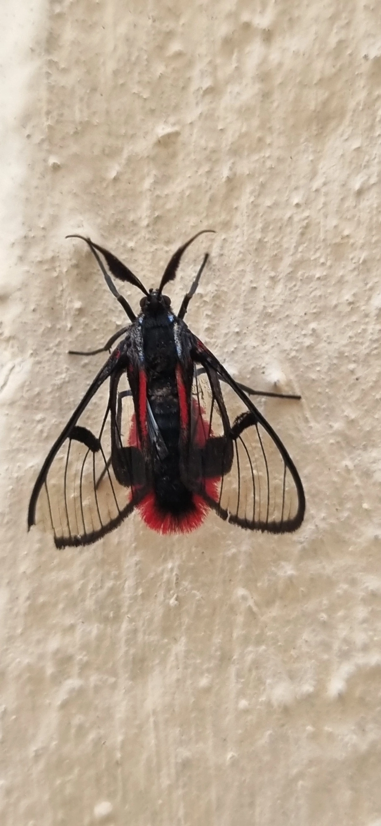 Dinia, insetos, fotografado em Indaiá, Caraguatatuba