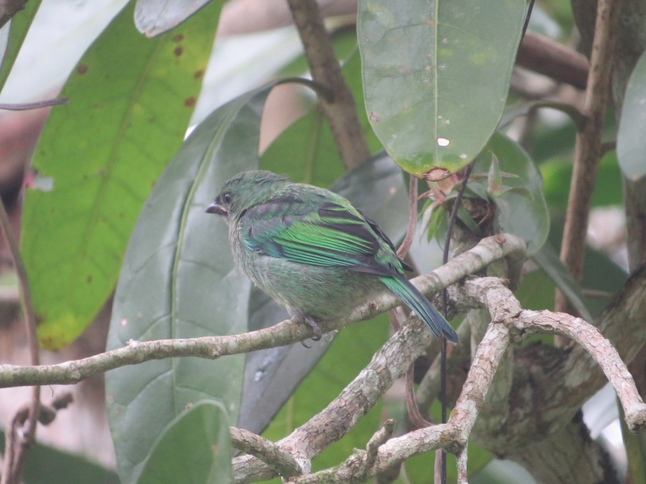 Saíra-sete-cores (Tangara seledon), aves, fotografado em Maresias, São Sebastião