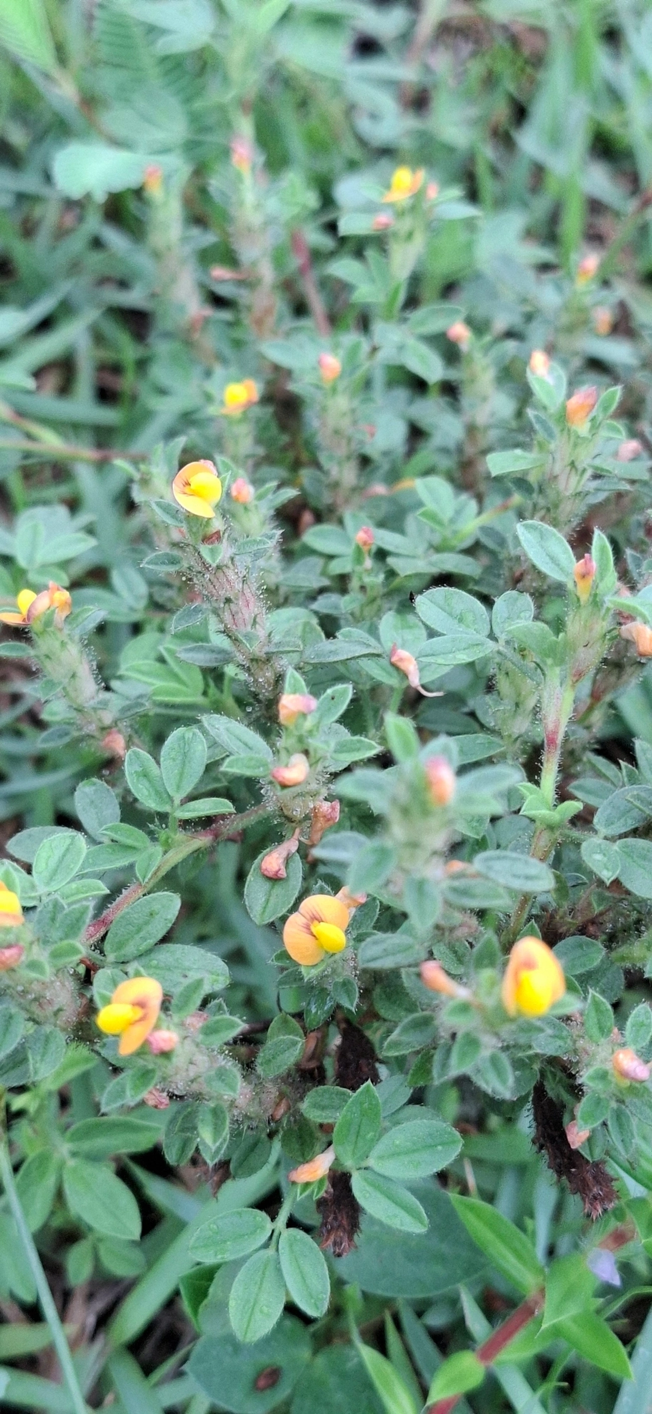 Stylosanthes, plantas, fotografado em Maresias, São Sebastião