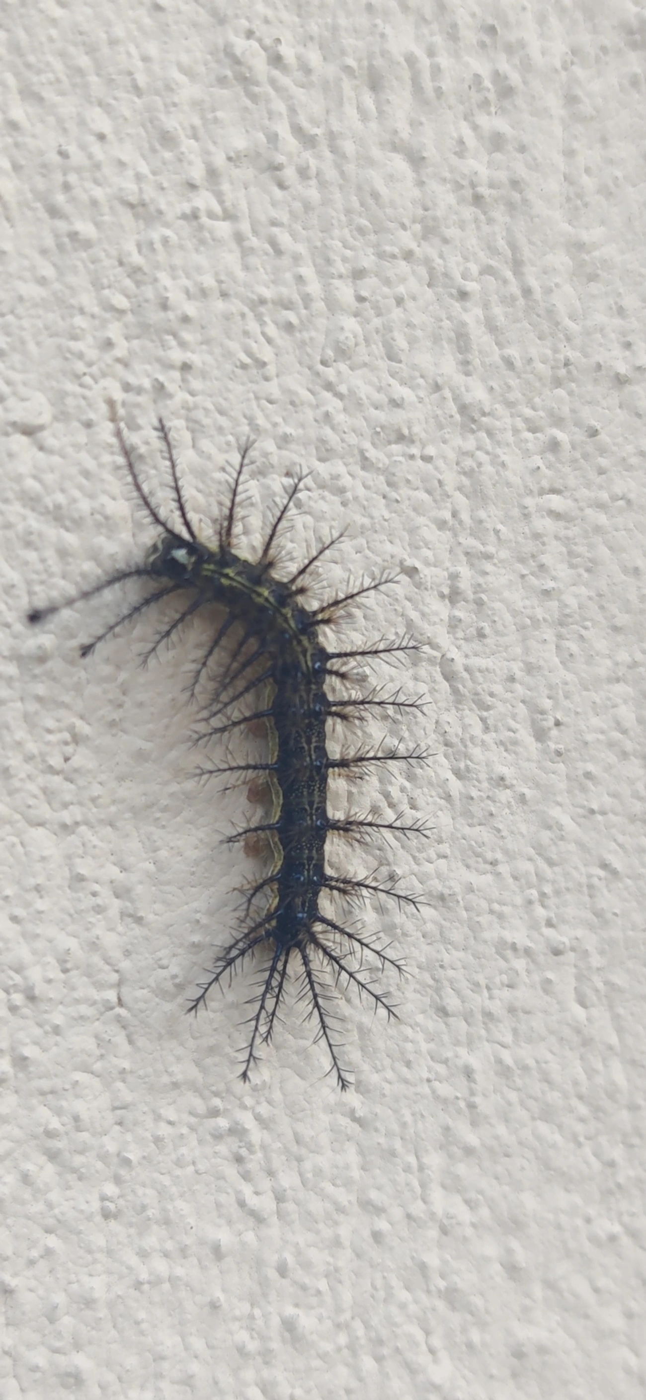 Hylesia, insetos, fotografado em Maresias, São Sebastião