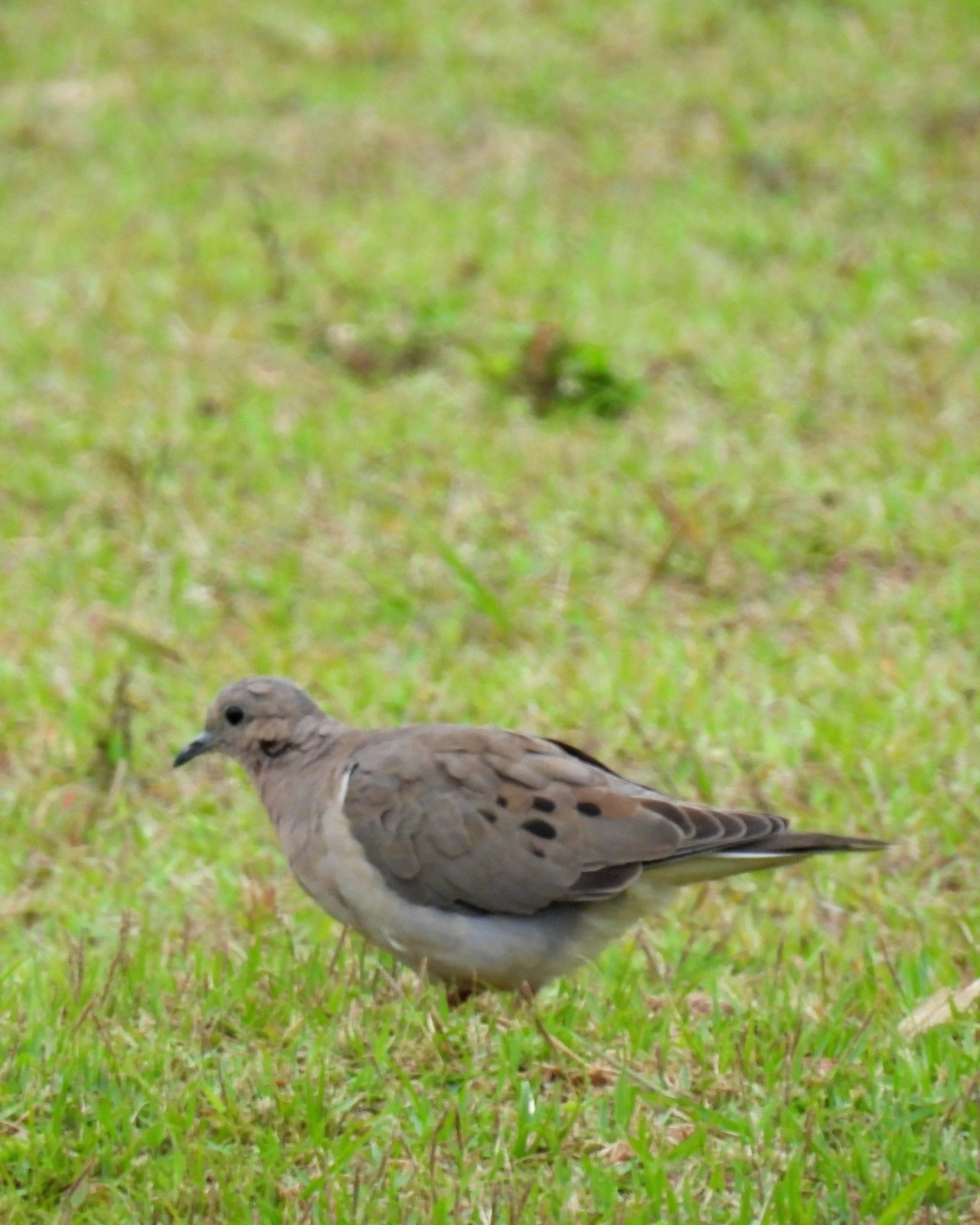 Pomba-de-bando (Zenaida auriculata), aves, fotografado em Praia da Enseada, São Sebastião