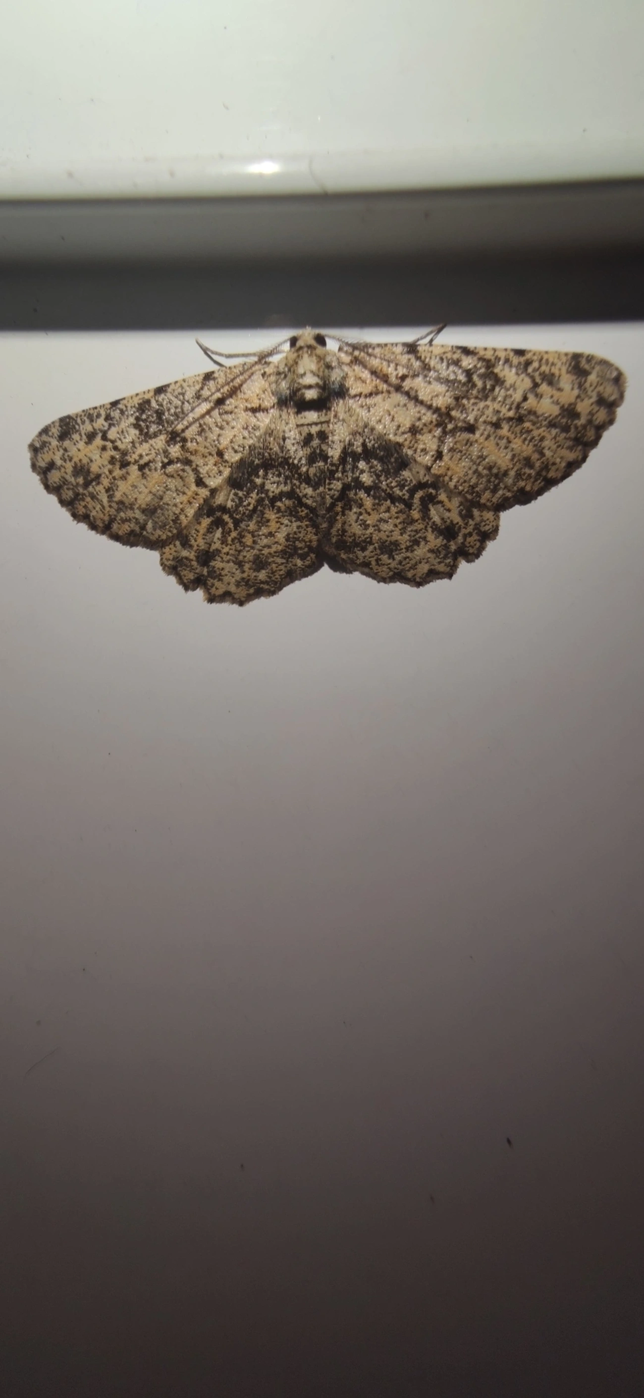 Hypomecis, insetos, fotografado em Maresias, São Sebastião